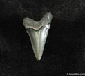 Beautiful Inch Angustiden Shark Tooth Fossil #188-1